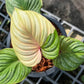 Philodendron Mamei Variegated - Exact Plant (P033)