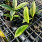 Hoya AH074 Silver