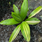 Licuala Grandis Variegated - Exact Plant (EX001)