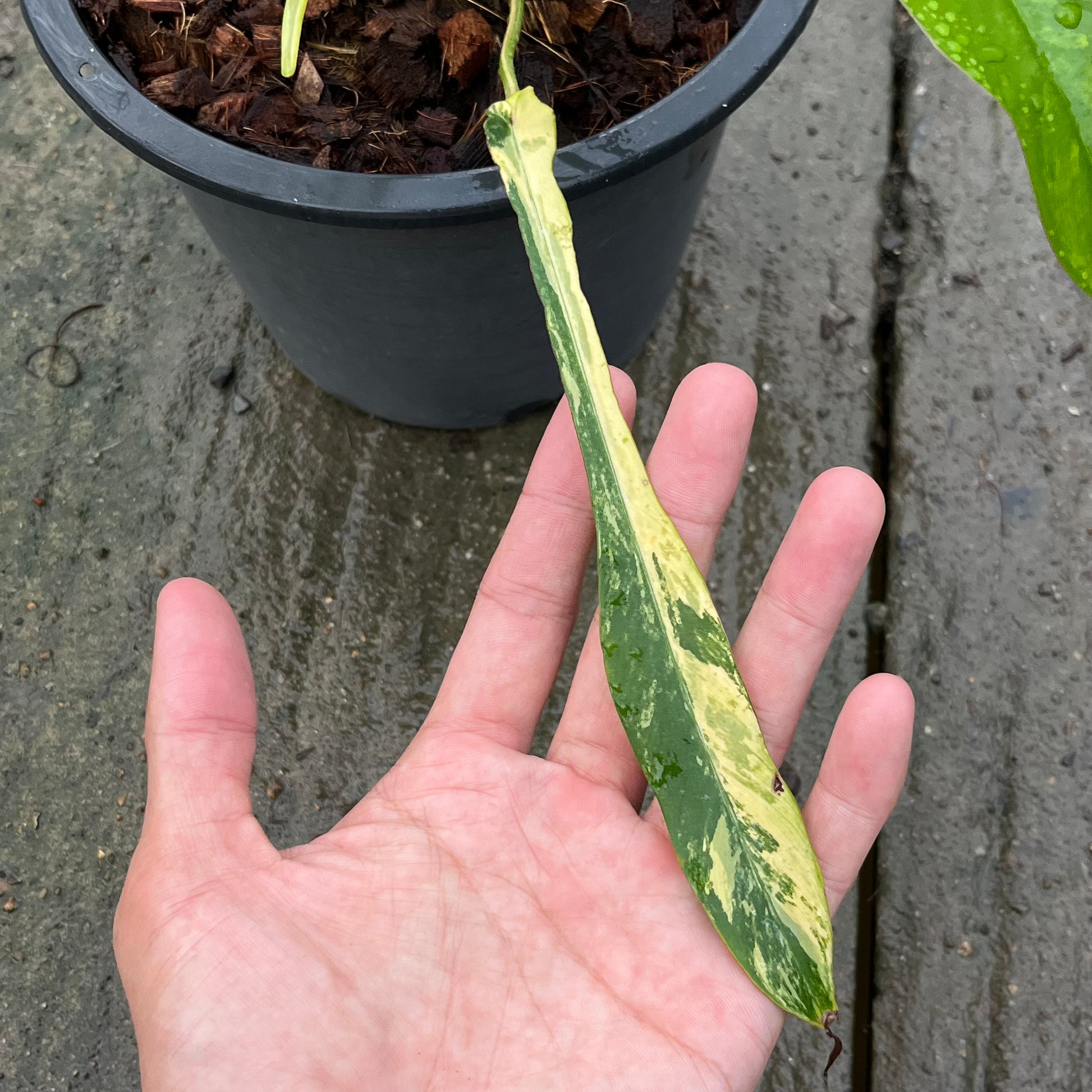 Philodendron Joepii Variegated Aurea - Exact Plant