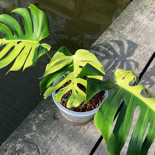 Monstera Light Lime