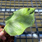 Monstera Famicito - Large Size - Exact Plant (M047)