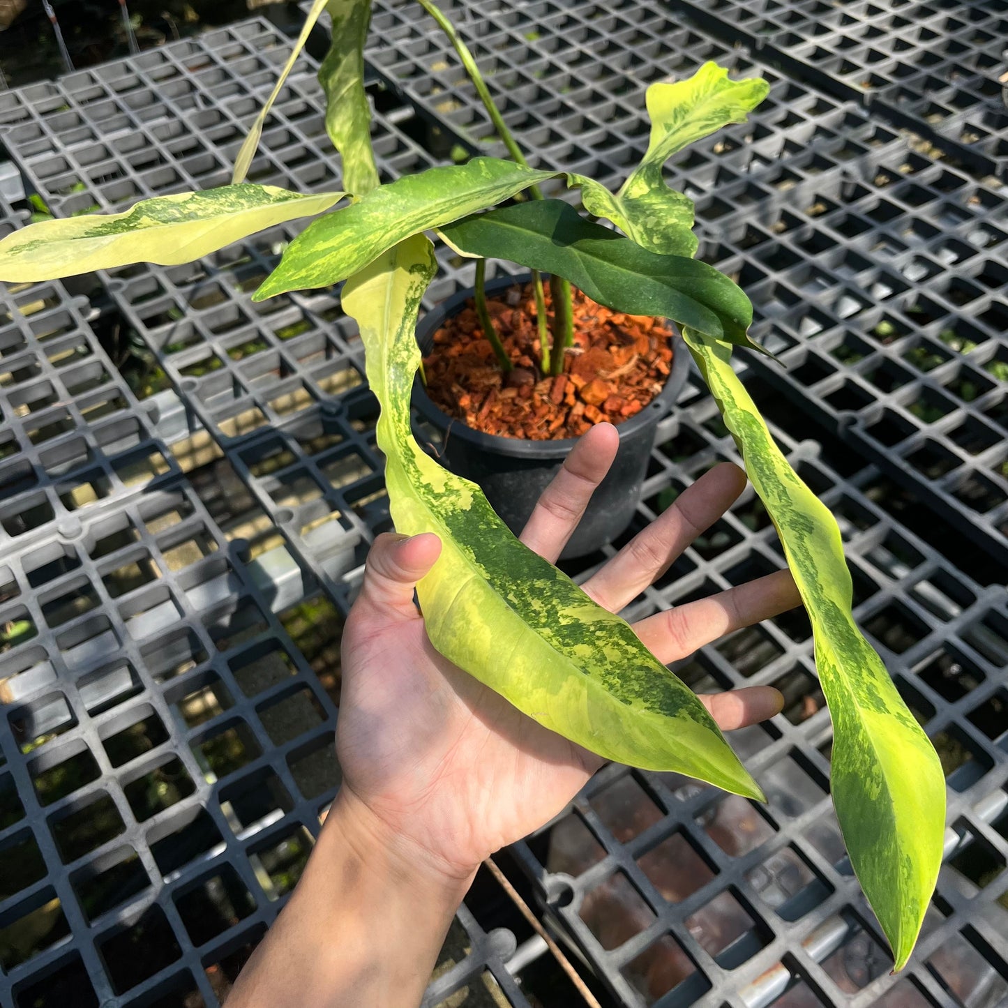 Philodendron Longilobatum Lelano Miyano Variegated - Exact Plant (P041)