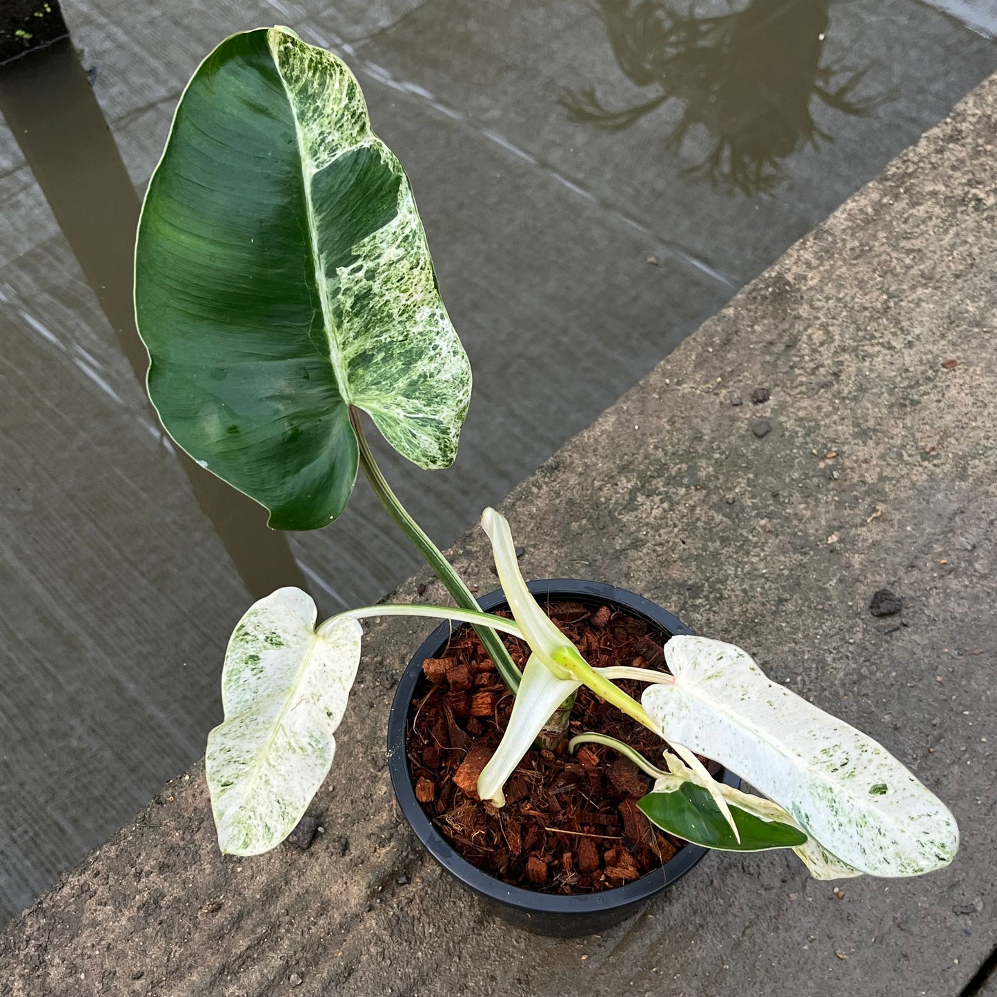 Philodendron Emerald Ice - Exact Plant (P049)