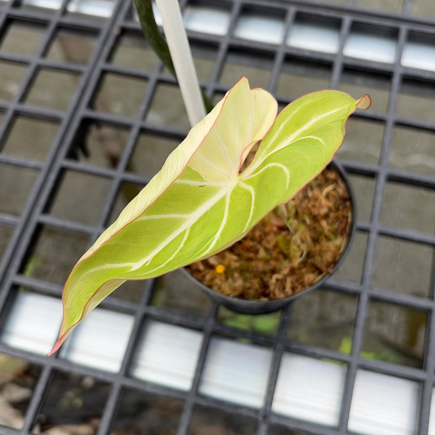 Philodendron Gloriosum Variegated Albo Type 1 - Exact Plant (P059)
