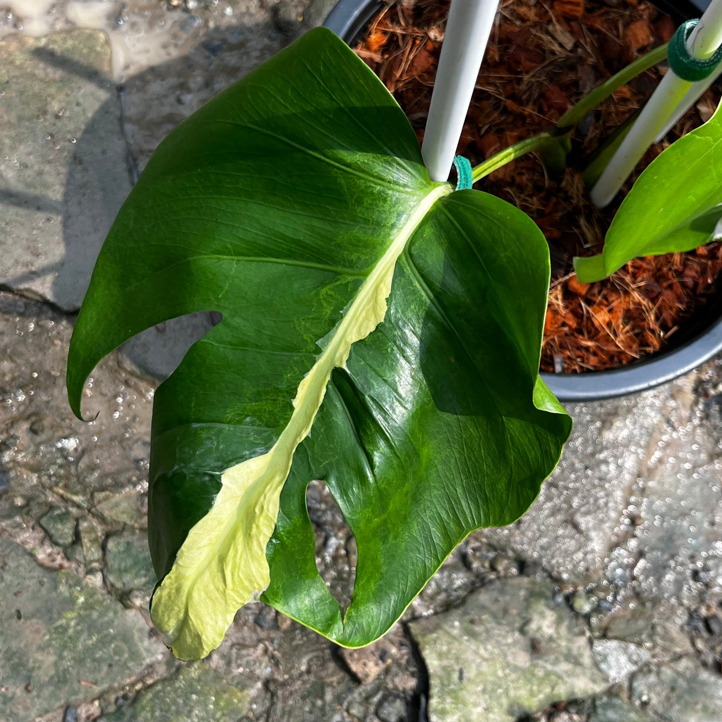 Monstera White Lava