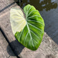 Philodendron Gloriosum Variegated Albo Type1 - Exact Plant (P051)