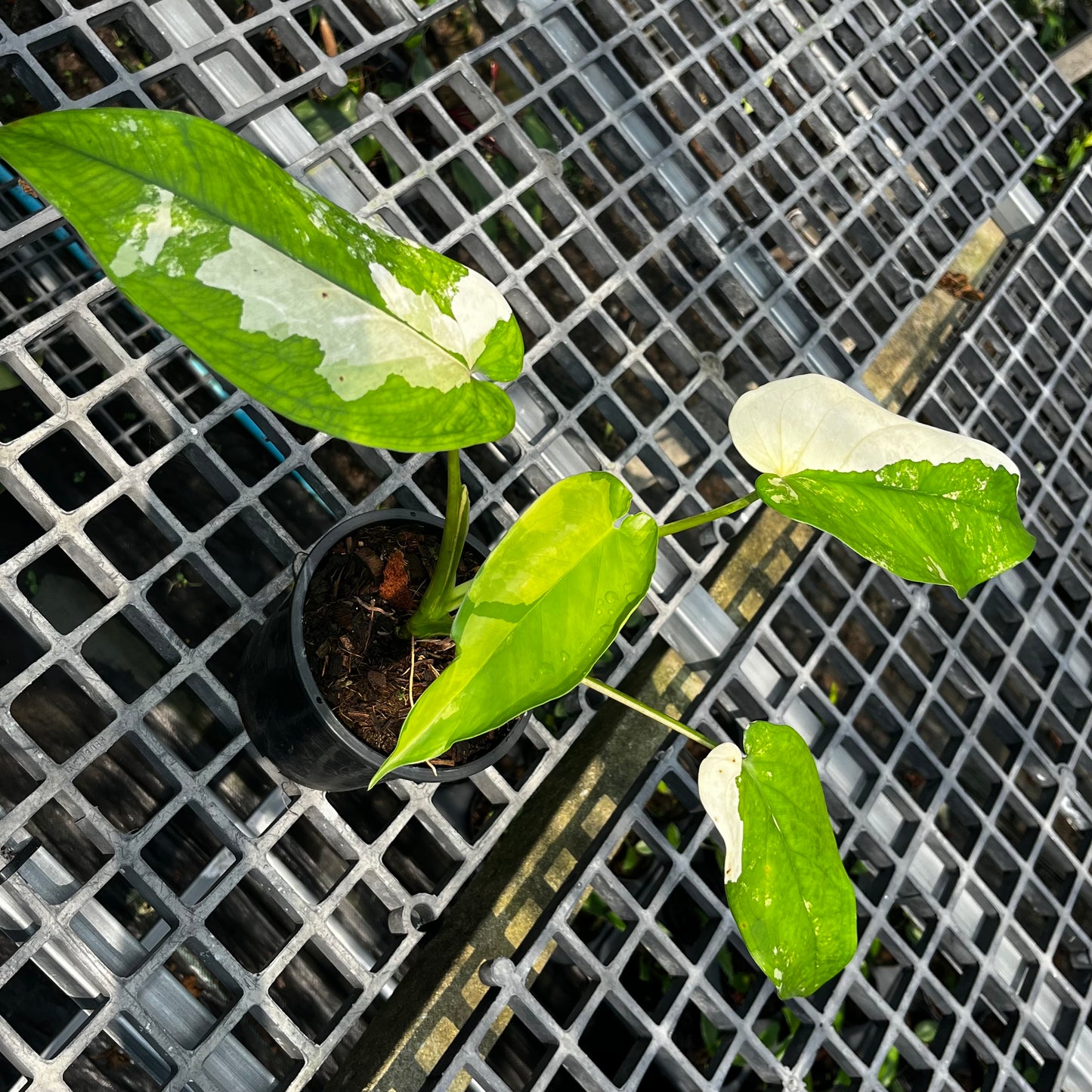 Syngonium Chiapense Variegated