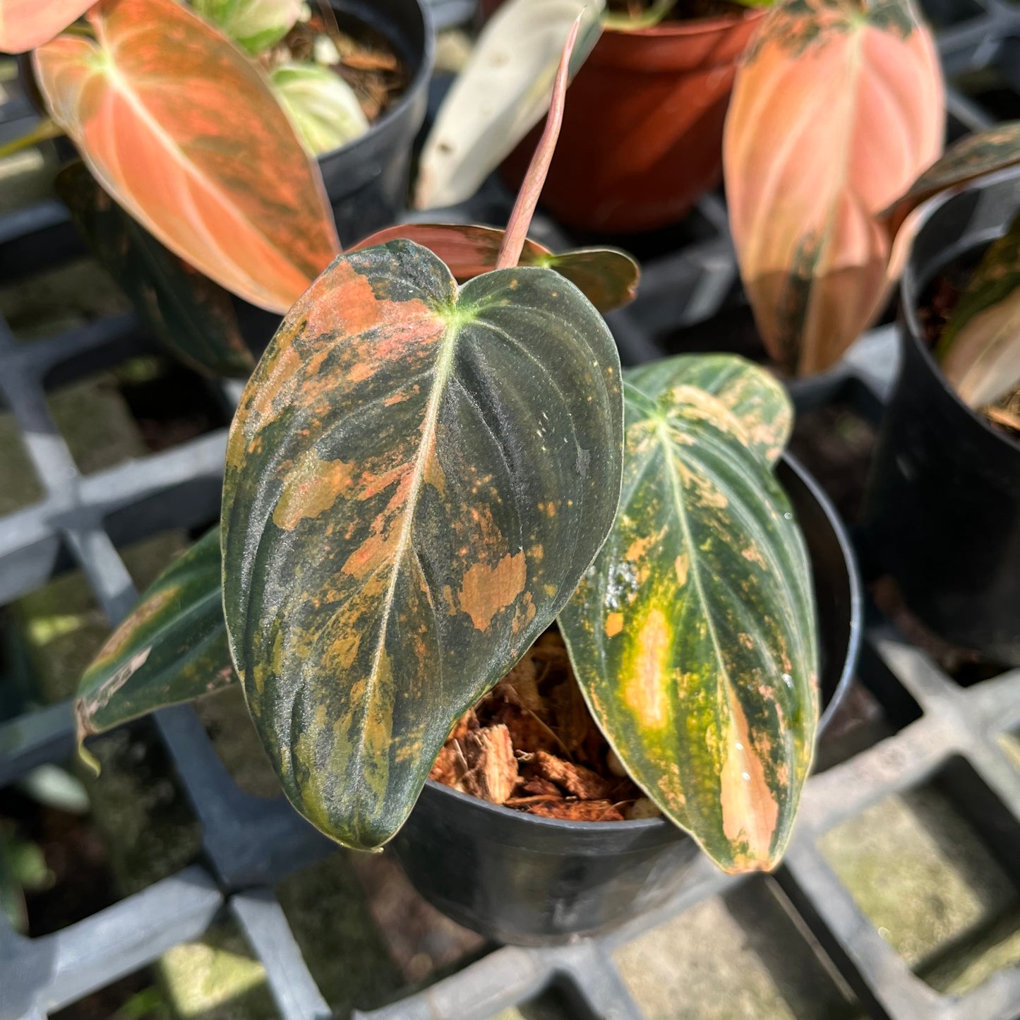 Philodendron Melanochrysum ‘BonFire’ Orange Variegated