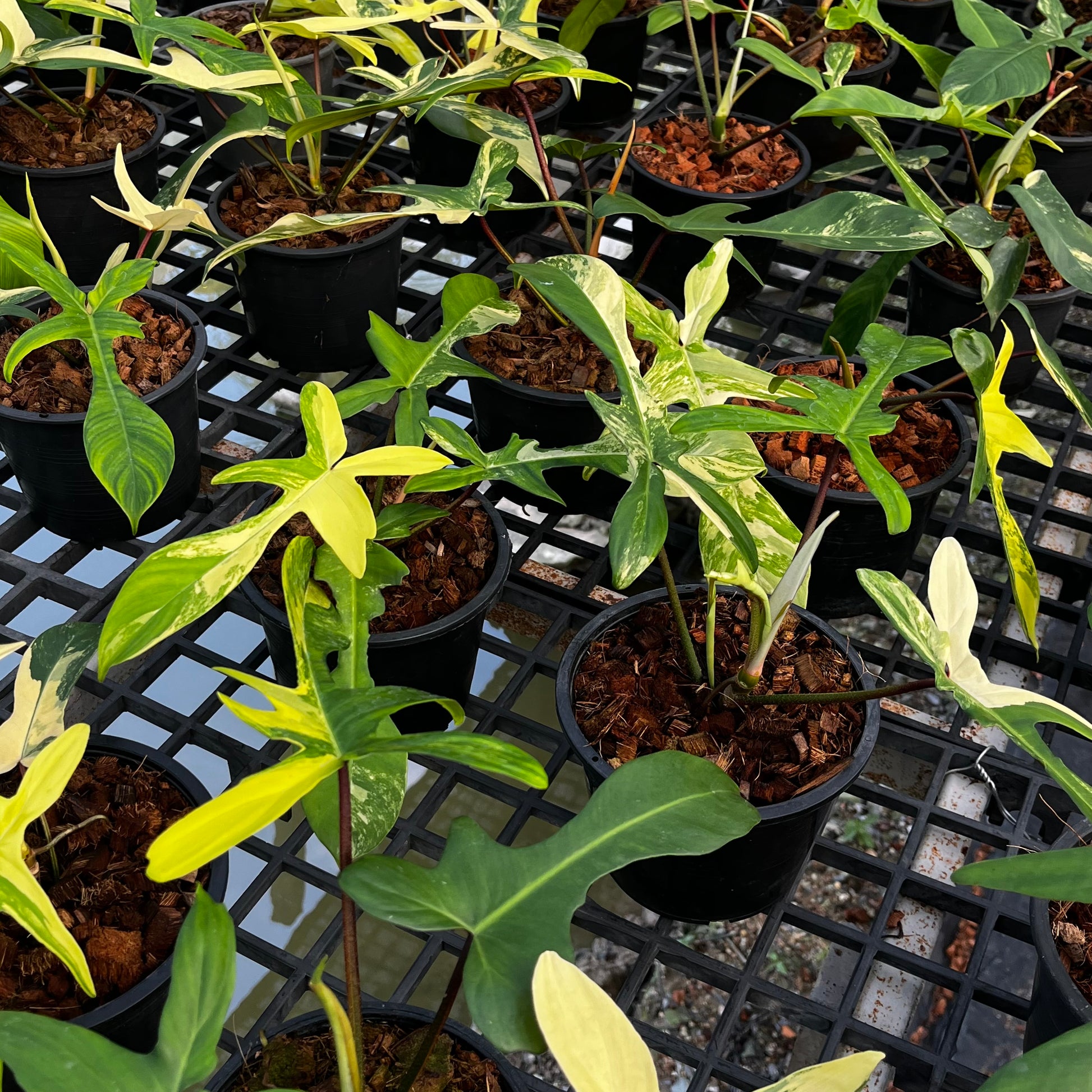 philodendron nursery florida Philodendron Florida Beauty – Greenroom Planter