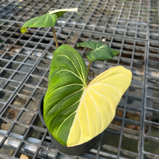 Philodendron Gloriosum Variegated Type 1 – Rare Tropical Plant with Stunning Yellow Variegation

A highly sought-after rare tropical plant, this Philodendron Gloriosum Variegated Type 1 features three leaves, with two showcasing striking yellow variegation. Its unique foliage makes it a must-have for collectors and plant enthusiasts looking for an exotic addition to their collection.