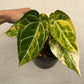 Anthurium Crystallinum Variegated - Exact Plant (A020)