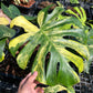 Monstera Deliciosa Sport Variegated - Seed Grown - Exact Plant (M031)