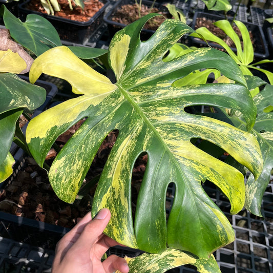 Monstera Deliciosa Sport Variegated - Seed Grown - Exact Plant (M031)