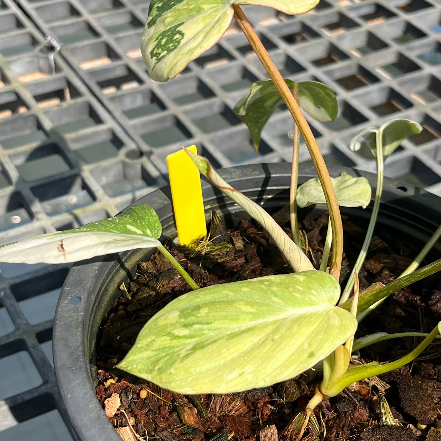 Philodendron Gloriosum Variegated Tricolor - 2 Plants - Exact Plant (P044)