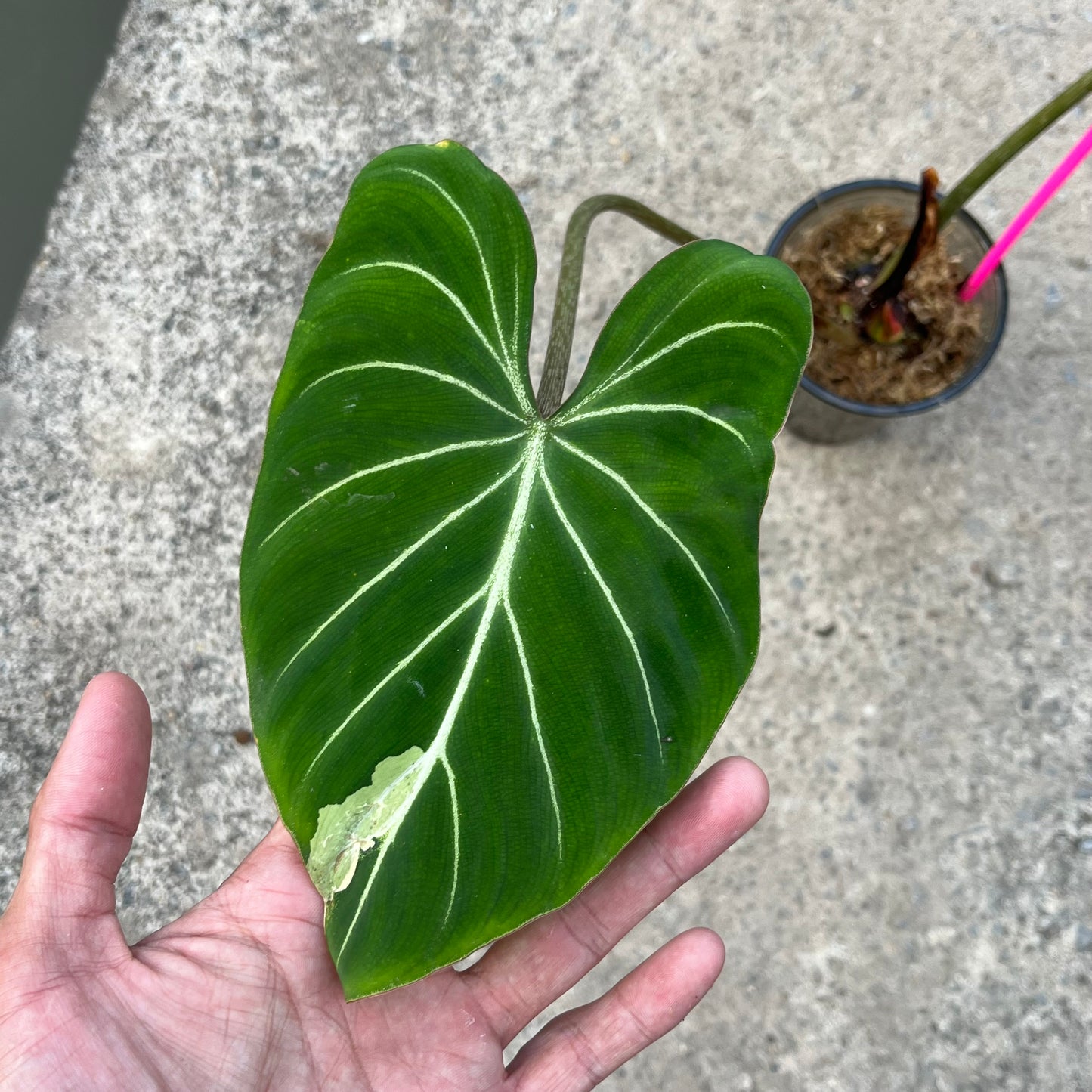 Philodendron Gloriosum Variegated Albo Type1 Rooted - Top Cutting - Exact Plant (P053)