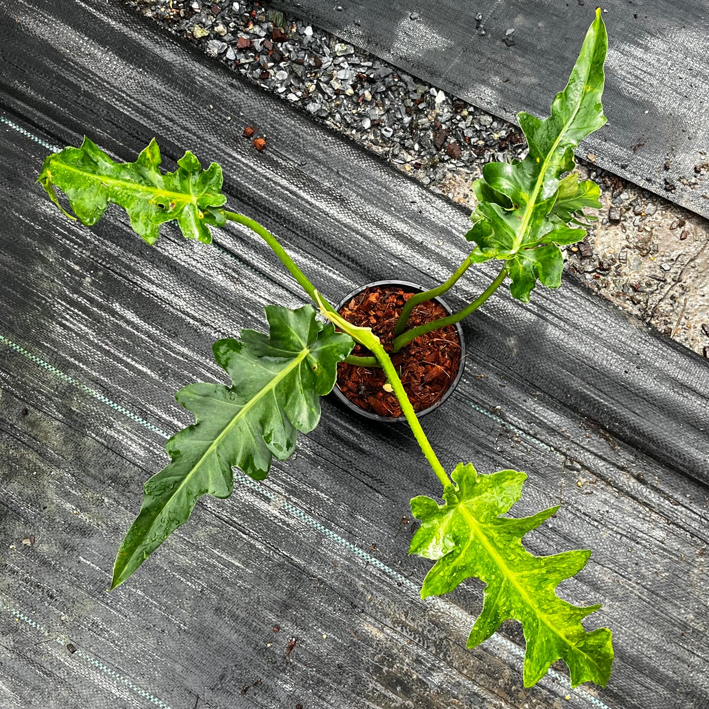Philodendron Bob Cee Variegated - Large Size