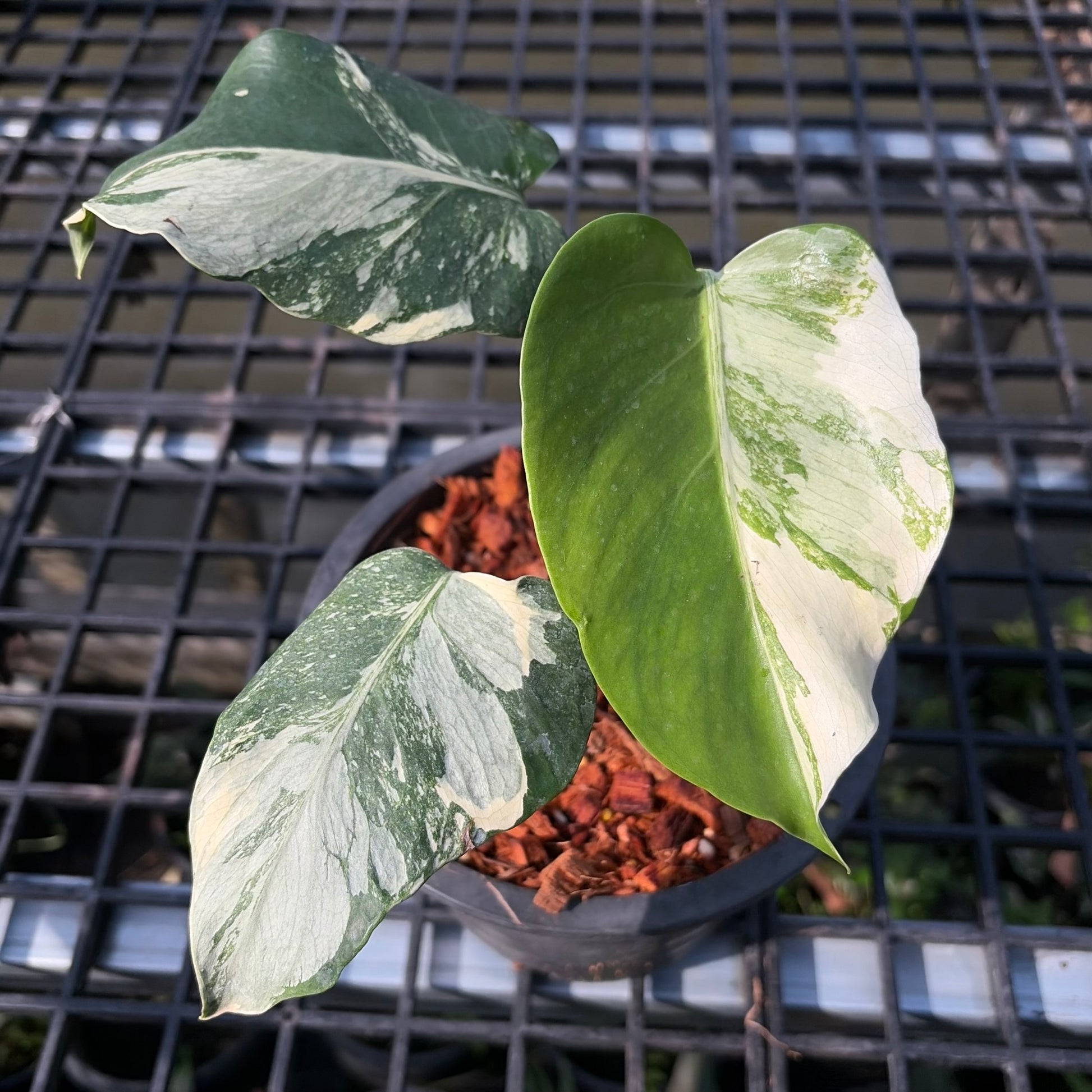 Monstera Casper