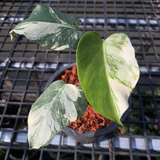 Monstera Casper