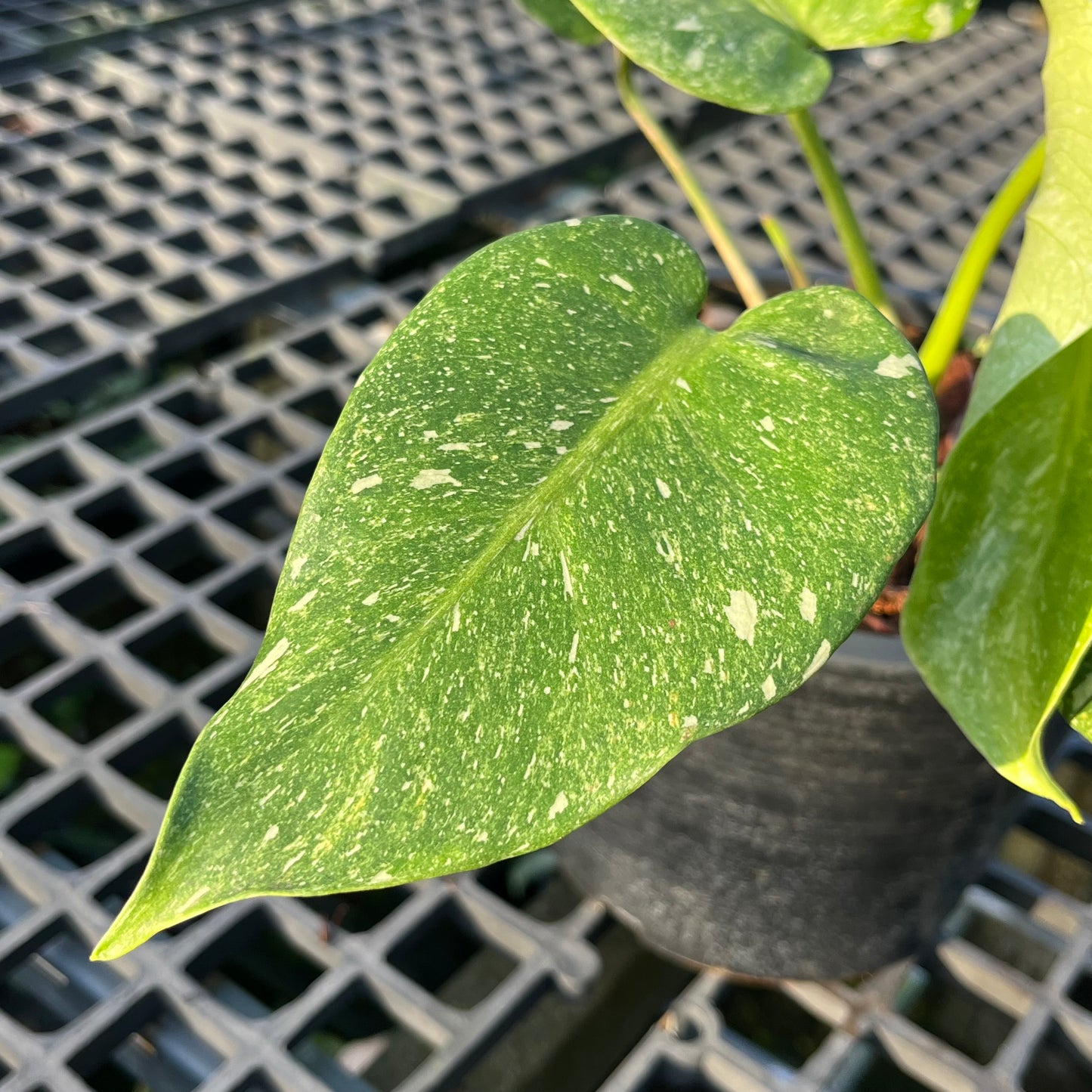 Monstera Deliciosa Platinum - Exact Plant (M038)