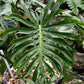 Monstera Deliciosa LionFish - Exact Plant (M046)