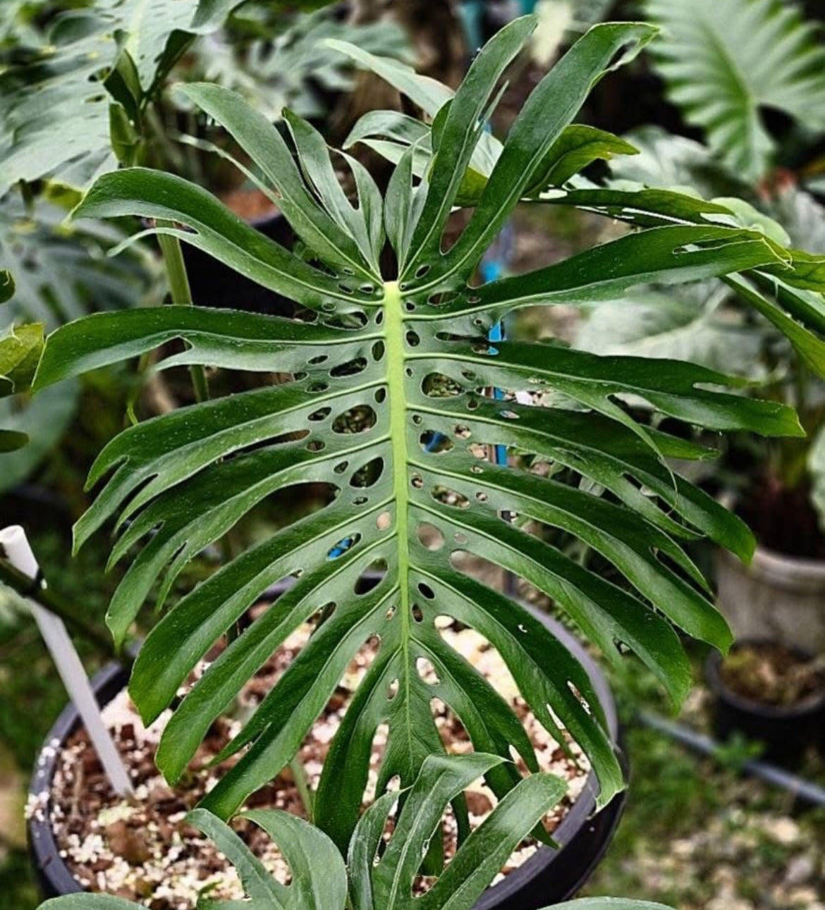 Monstera Deliciosa LionFish - Exact Plant (M046)