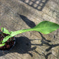 Philodendron Joepii Mint Variegated - Exact Plant (P060)