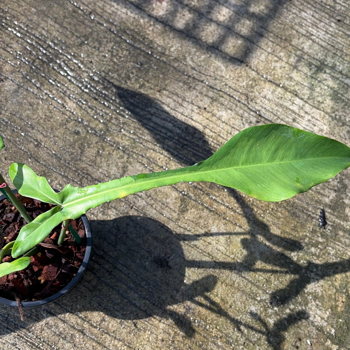 Philodendron Joepii Mint Variegated - Exact Plant (P060)