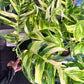 Epipremnum Golden Flame