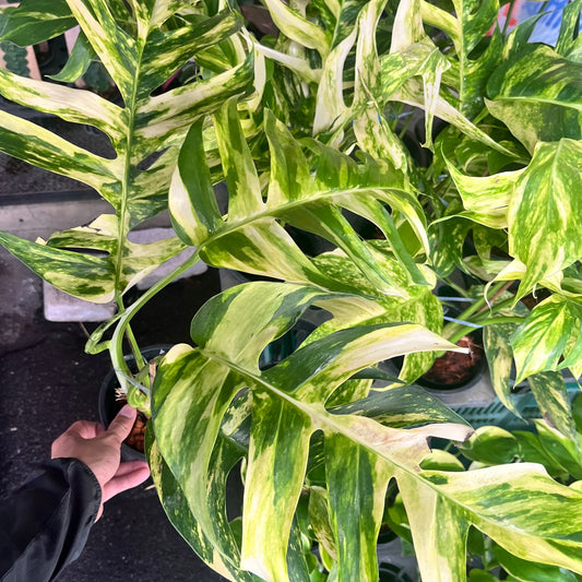 Epipremnum Golden Flame