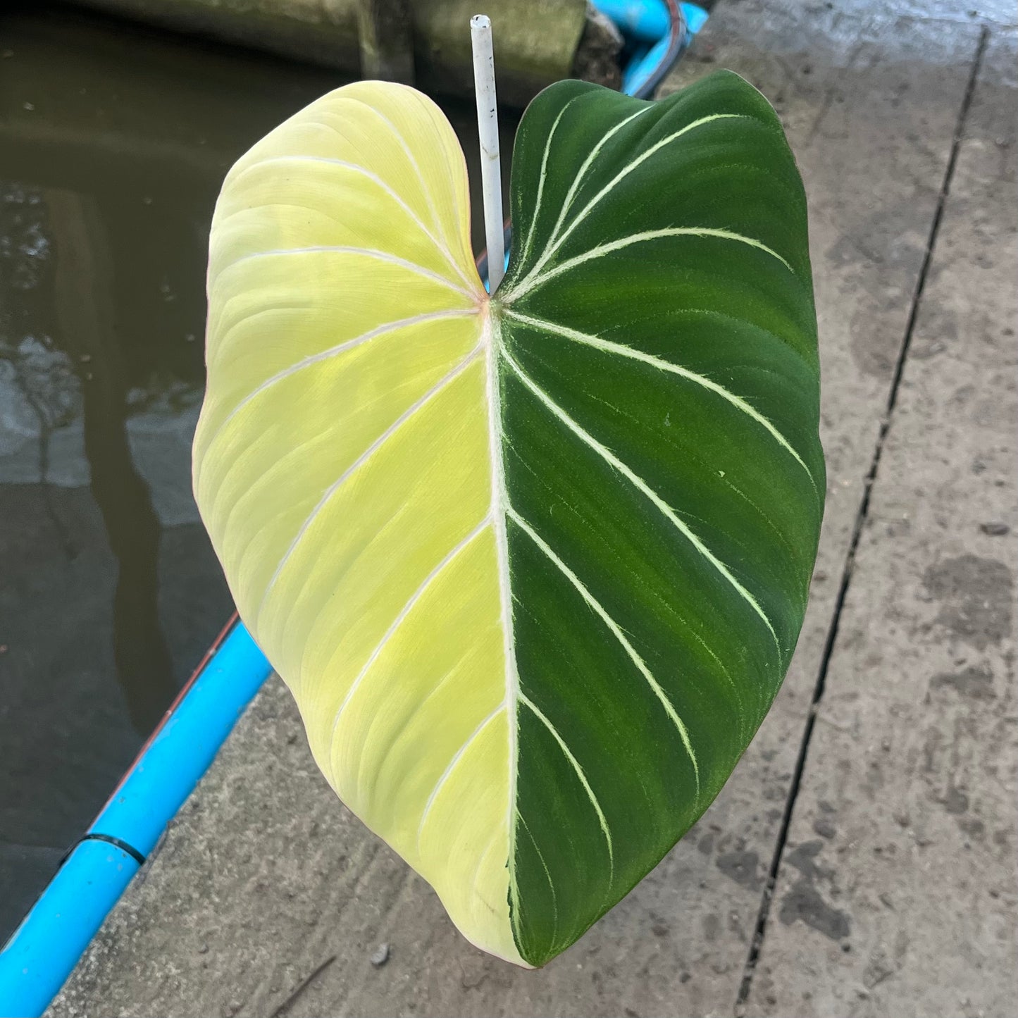 Philodendron Gloriosum Variegated Albo Type1 Rooted - Top Cutting - Exact Plant (P052)