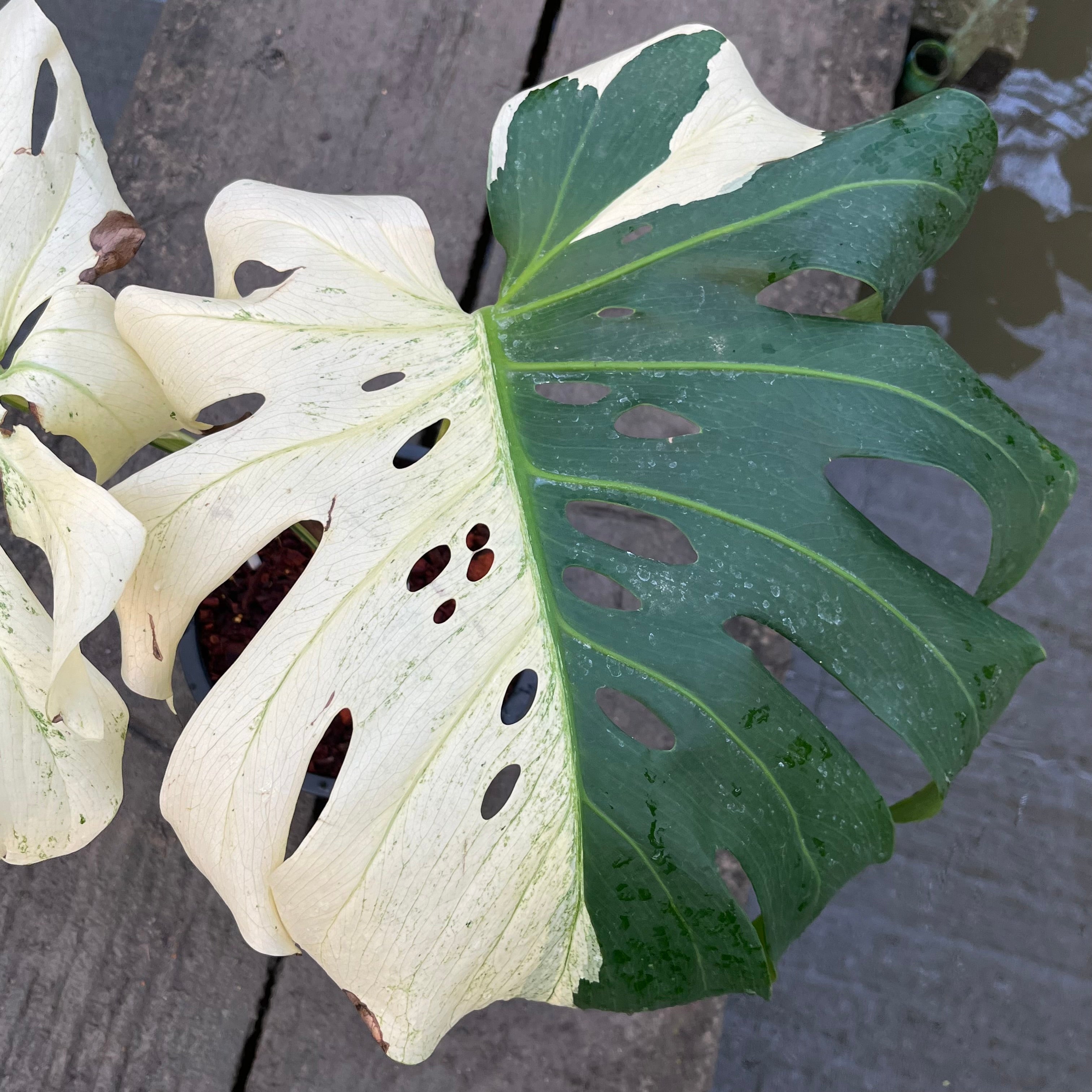 Monstera Deliciosa White Tear - Large Form Mint - Large Size
