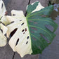 Monstera Deliciosa White Tear - Large Form Mint - Large Size - Exact Plant (M045)