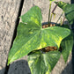 Anthurium Pterodactyl Variegated - Large - Flowering Size - Exact Plant (A025)