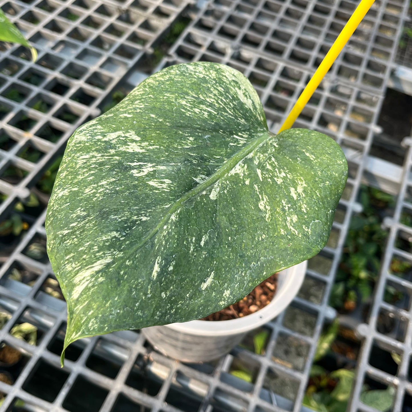 Monstera Devil Monster - Exact Plant