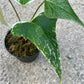 Anthurium Subsignatum Variegated - Exact Plant (A024)
