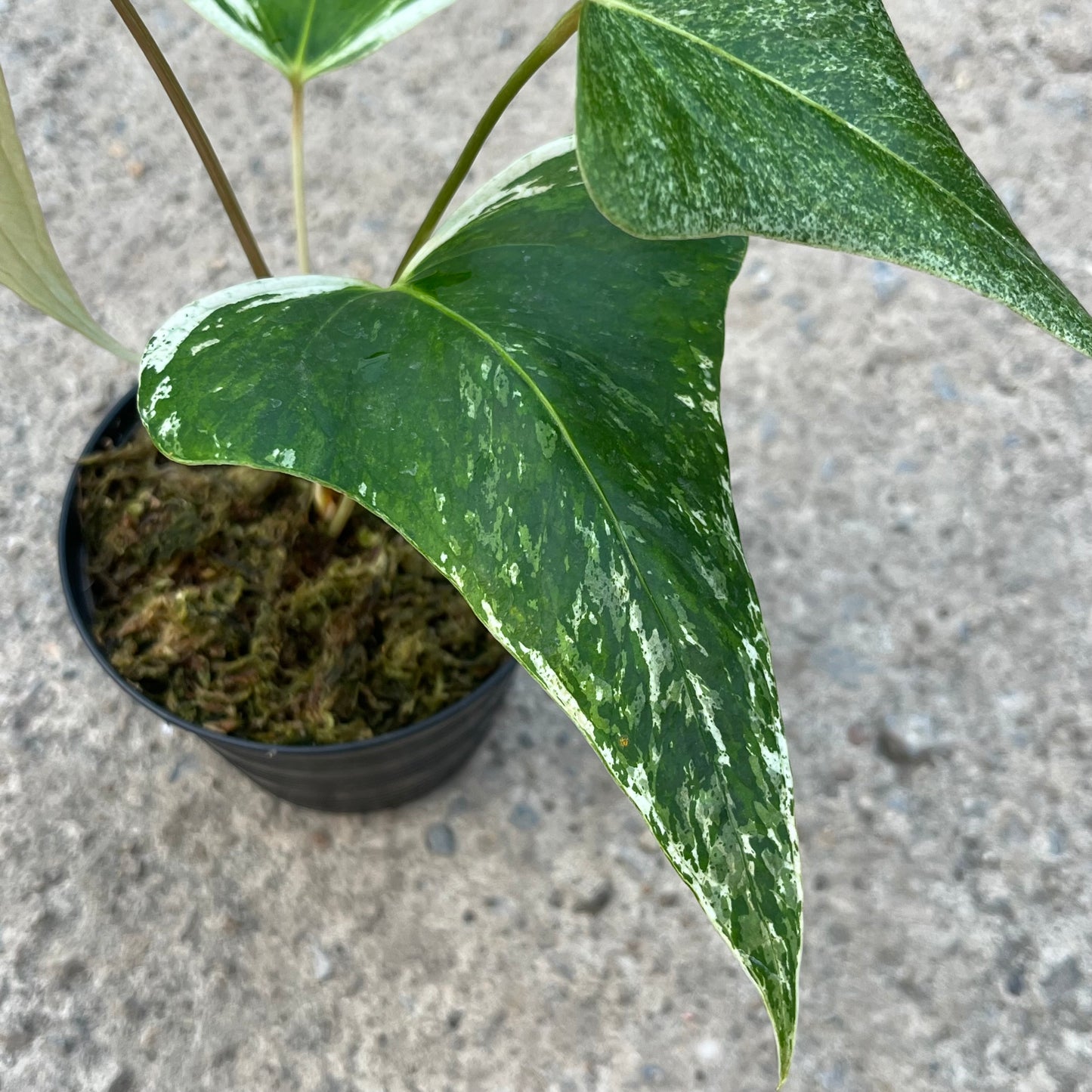 Anthurium Subsignatum Variegated - Exact Plant (A024)