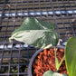 Monstera Deliciosa ‘Casper’ Variegated - Exact Plant (M054)