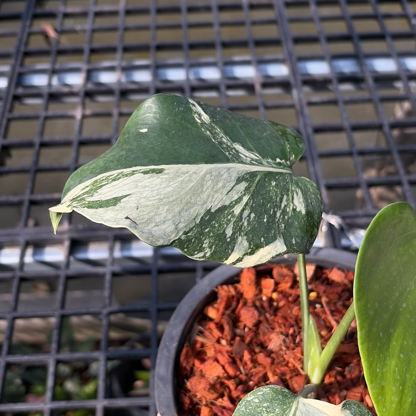 Monstera Deliciosa ‘Casper’ Variegated - Exact Plant (M054)