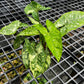 Syngonium Panda