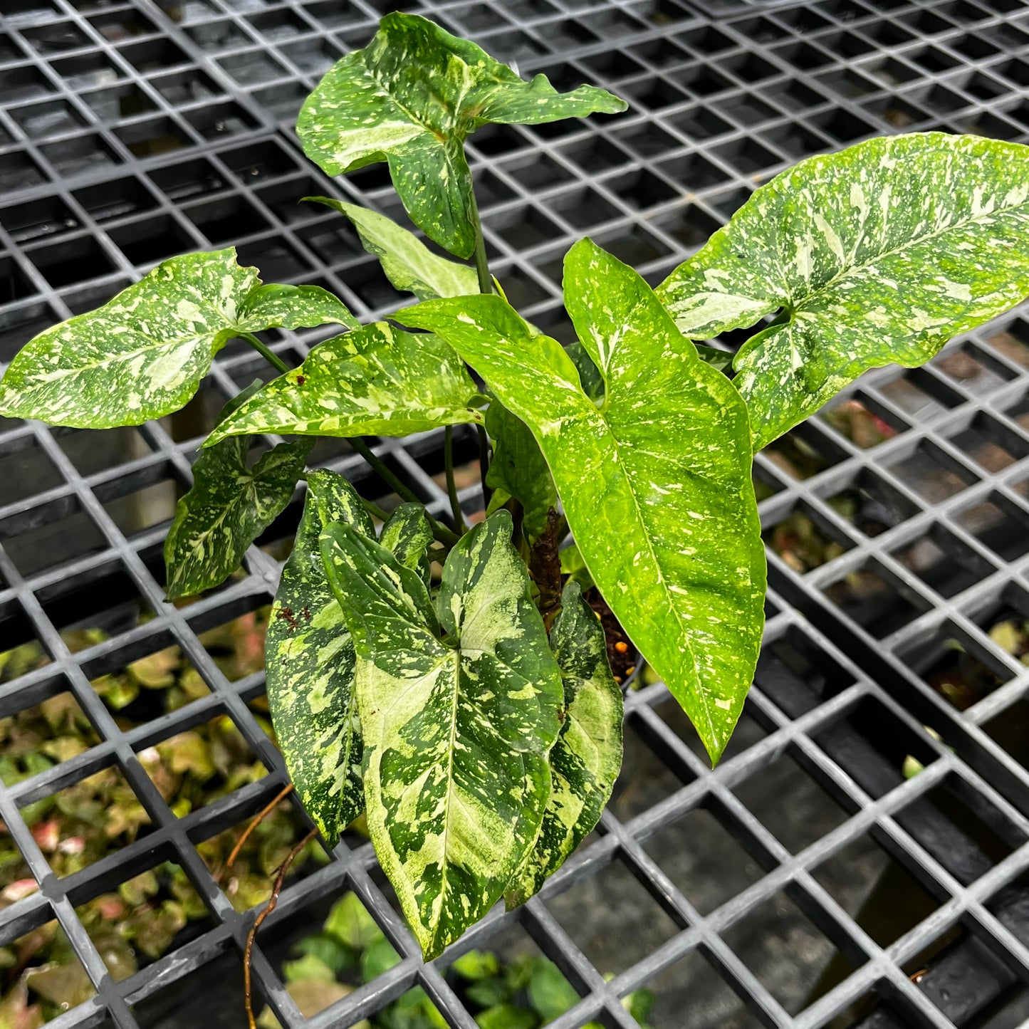 Syngonium Panda