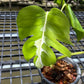 Monstera White Lava - Exact Plant (M052)