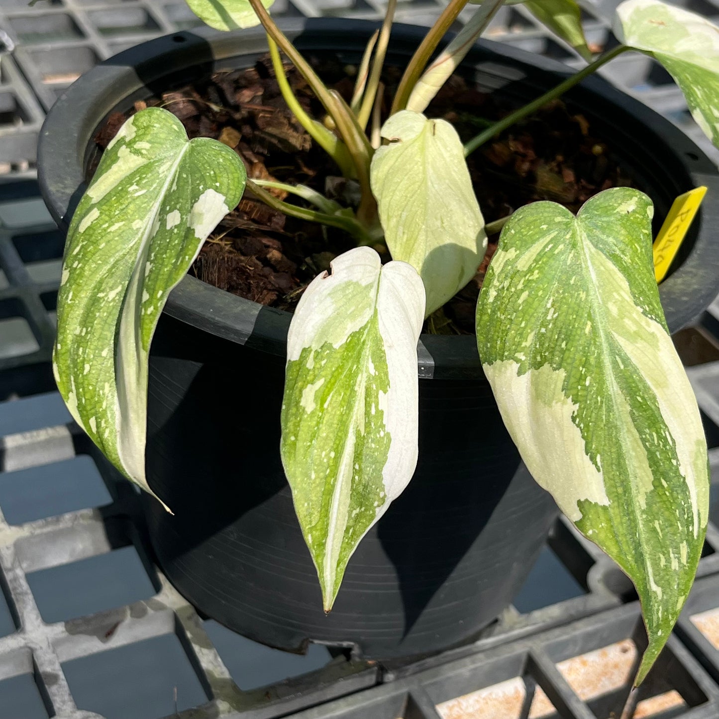 Philodendron Gloriosum Variegated Tricolor - 2 Plants - Exact Plant (P044)