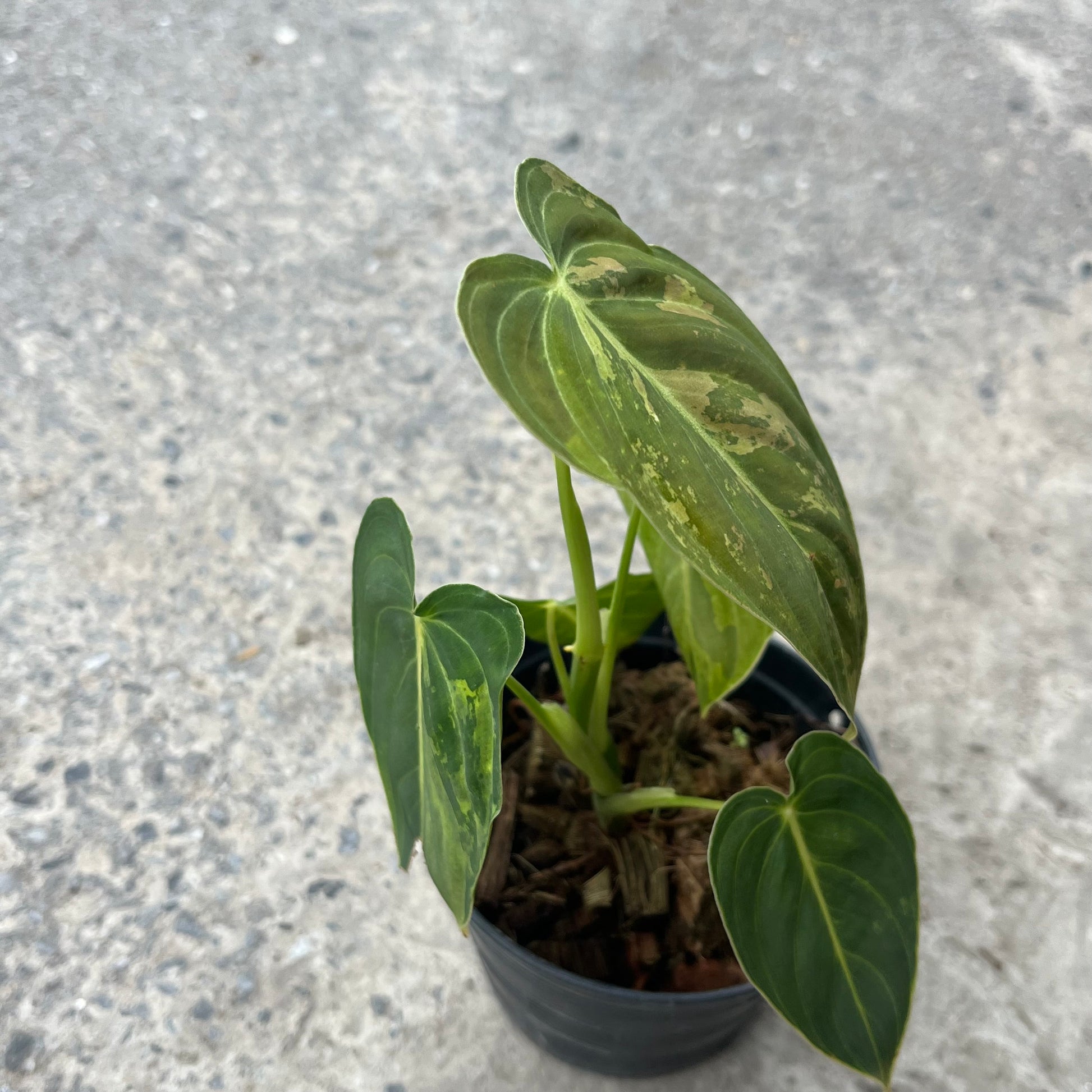 buy philodendron melanochrysum Philodendron melanochrysum variegatum
