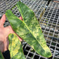 Philodendron Billietiae Variegated- Exact Plant (P026)