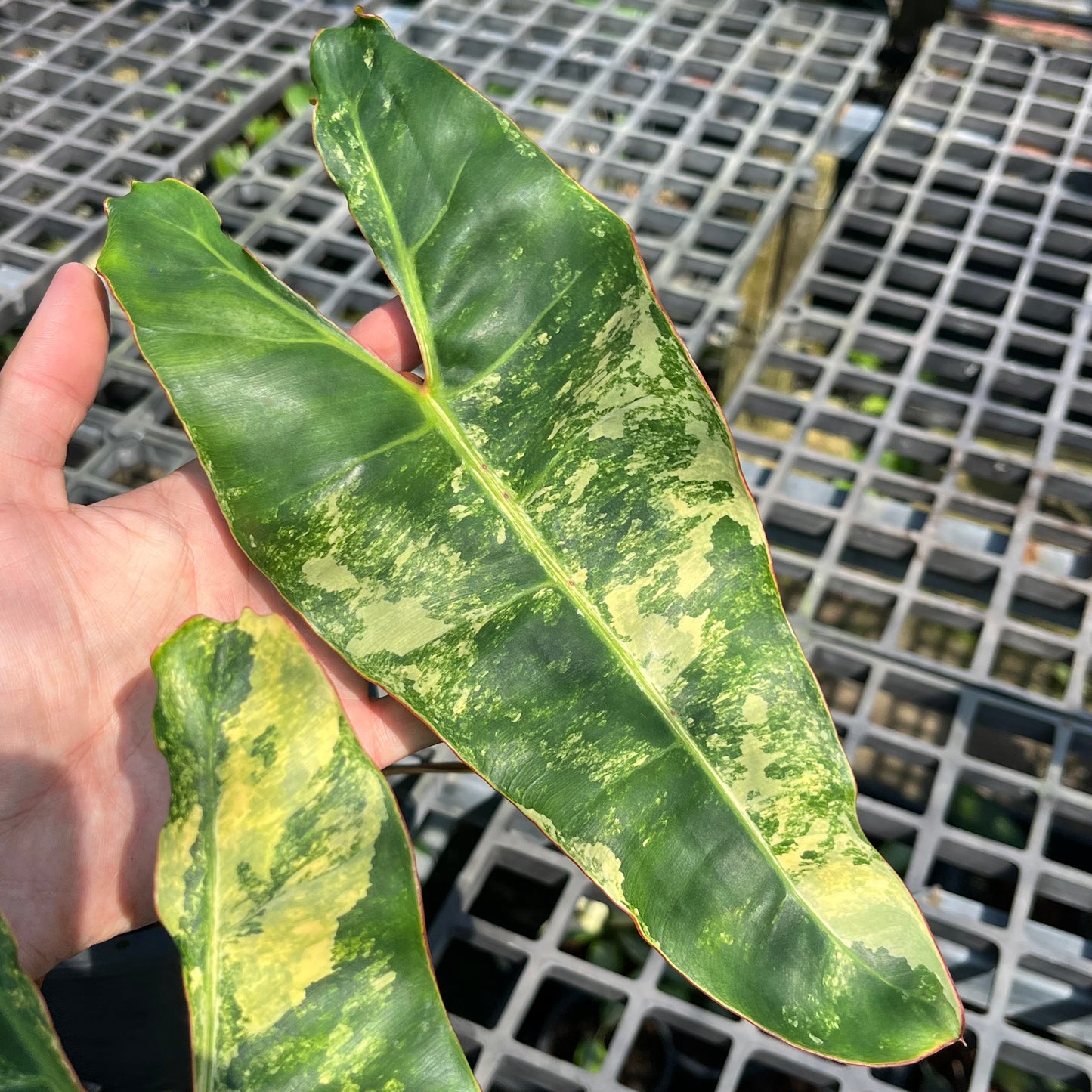Philodendron Billietiae Variegated- Exact Plant (P026)