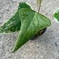 Anthurium Subsignatum Variegated - Exact Plant (A024)