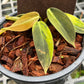 Philodendron Gigas Variegated - Exact Plant - Collectible Item