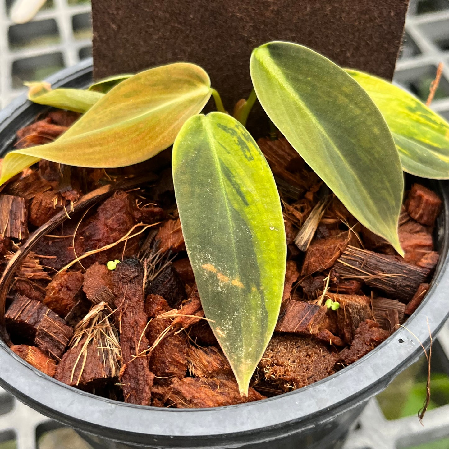 Philodendron Gigas Variegated - Exact Plant - Collectible Item