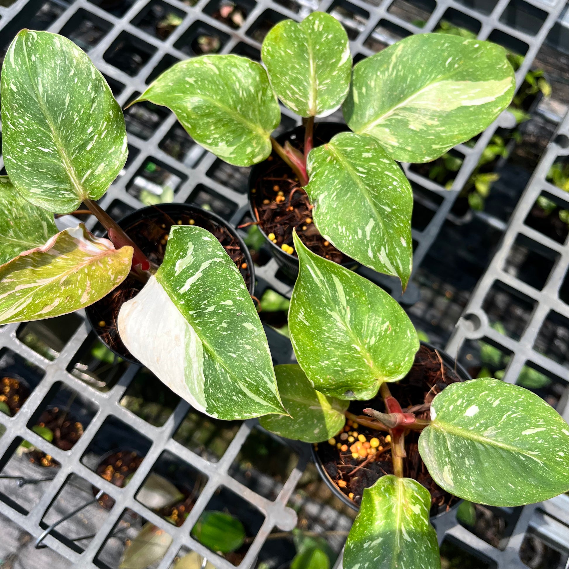 white knight philodendron price Philodendron White Knight Marble Variegated – Greenroom Planter